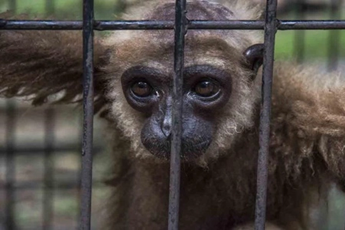 BBKSDA Riau Menerima Owa Ungko, untuk Dilepasliarkan di Hutan Konservasi