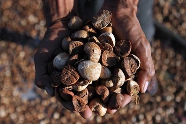 Harga Komoditi Pinang dan Kopra Mengalami Penurunan di Desember 2021