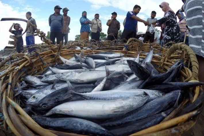 Selama 2021 Produksi Ikan Capai 242 Ribu Ton Lebih, Kata DKP Riau