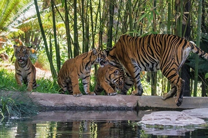 Krisis Ekonomi Venezuela: Warga Memburu Harimau, Sebagai 'Usaha Sampingan'