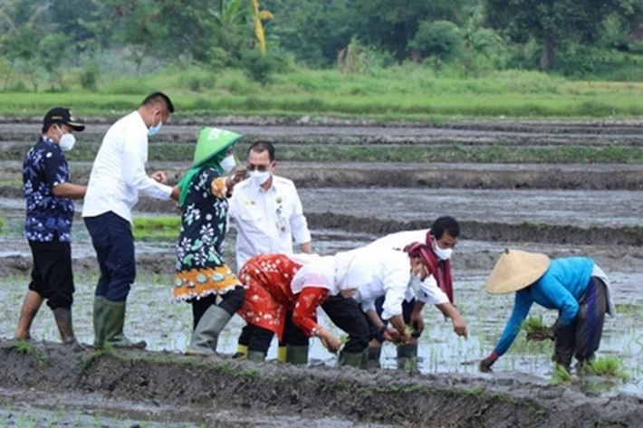Kementan Antisipasi Perubahan Iklim dan Tingkatkan Produksi Padi 2022