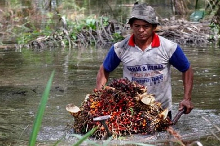 Gara-gara Migor 'Dikutak Katik' Buat Harga Sawit Terjun Bebas, 'Petani Juga Ikut Terpekik Hebat'