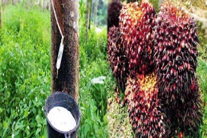 Harga Sawit Pecah Rekor, Sedangkan 'Karet Hancur Total'
