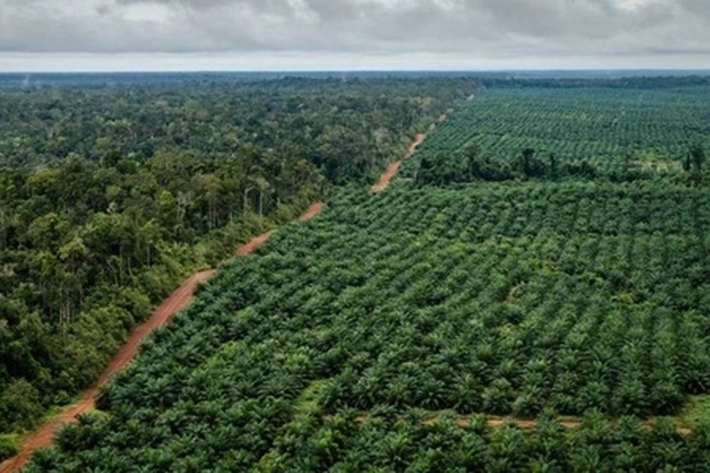 Minyak Goreng Melambung Tinggi, Perusahaan Sawit Malaysia jadi Sorotan