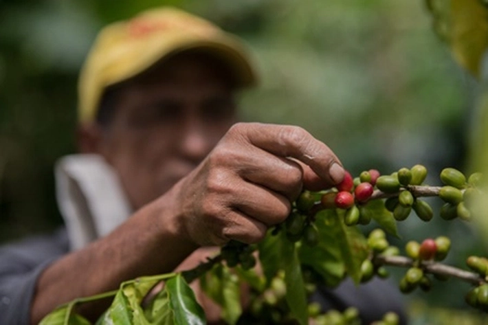 Petani Kebun Kopi 'Wujudkan Mimpi' Pergi ke Tanah Suci Tunaikan Haji