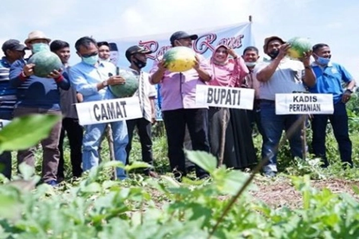 Program Kolaborasi Pemda dan Baznas Siak Menghasilkan Panen Semangka