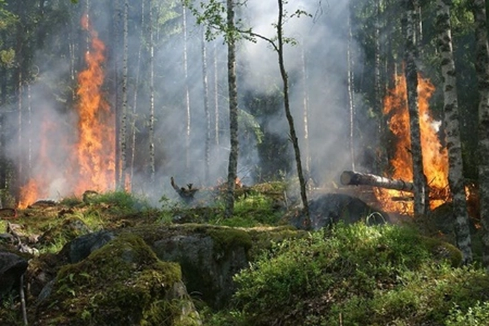 Lahan Terbakar di Riau Capai 91,46 Hektare, 'Wagubri Dorong Percepatan Status Siaga'
