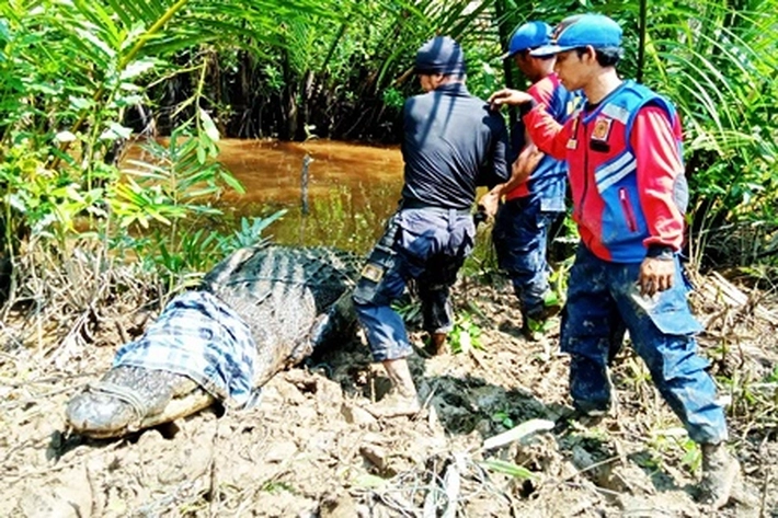 Buaya Seberat 700 Kilogram Ditangkap dan Dievakuasi Tim Damkar di Inhil