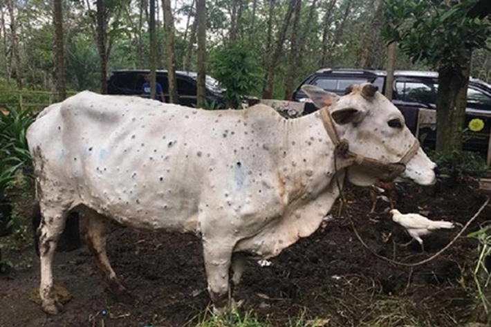 Kementan Kerahkan Sumberdaya untuk 'Menangani Penyakit Lumpy Skin Disease' Ditemukan pada Sapi di Riau