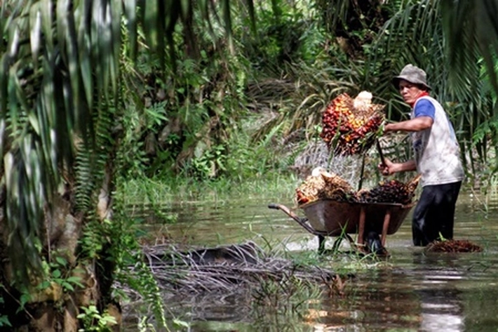 Petani Bisa Makin Kaya, 'Margin Sektor Industri Sawit Juga Menguntungkan'