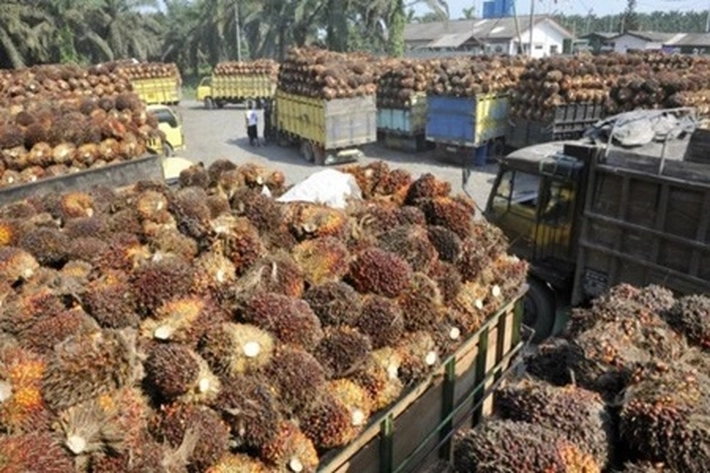 Meski Kerap Dianggap Kontroversial, 'Bisnis Kelapa Sawit Tetap Ramah Lingkungan'