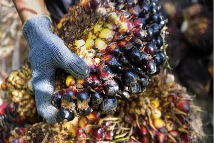  Perusahaan Sawit Disubsidi Triliunan Rupiah, 'Sebagai Timbal Balik Biodiesel'