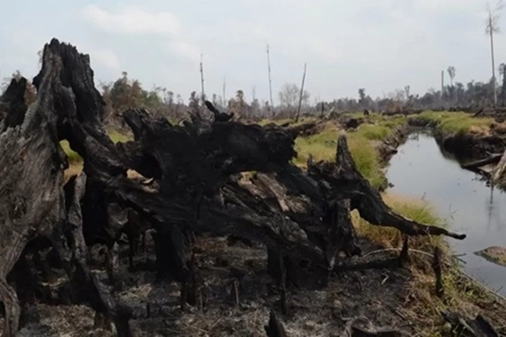 Mengapa Warga yang Dekat Lahan Gambut Sulit Dapatkan Keuntungan Ekonomi?