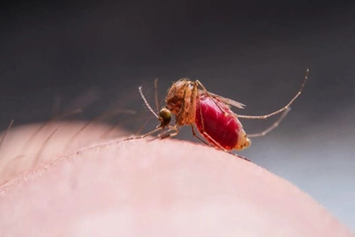 Virus Zika Bisa Meledak Menjadi Wabah, 'Dalam Satu Mutasi Cukup Merusak Jaringan Otak'