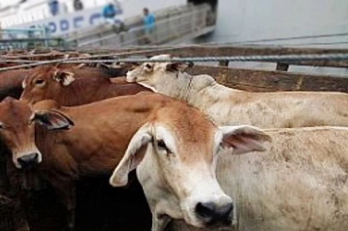 1.883 Sapi Milik Pemprov Riau akan Dikirim Bertahap ke Daerah