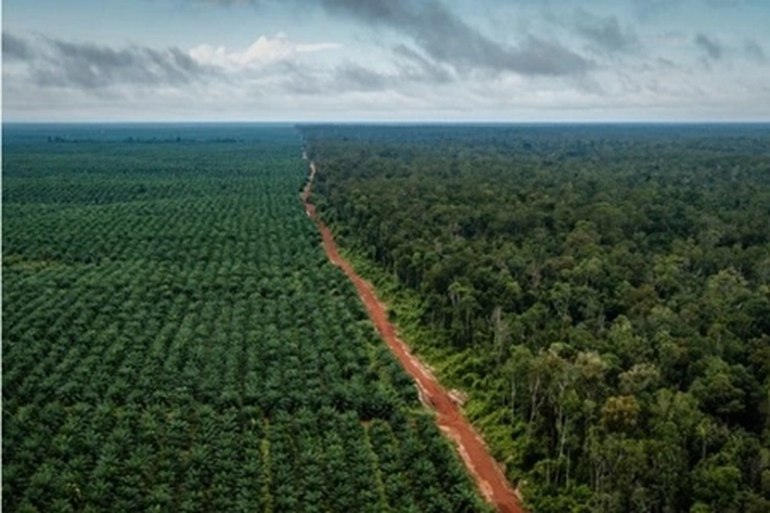 Kader Golkar Diminta Bantu Kebun Sawit Warga yang Masuk Kawasan Hutan