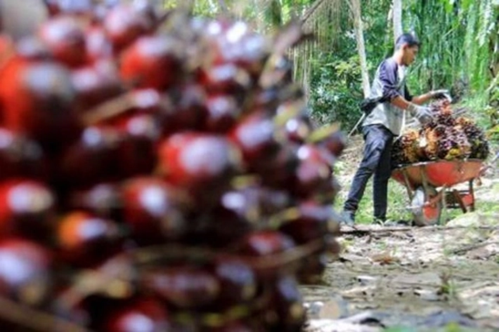 Petani akan Terdampak Serius, 'Akibat Adanya Larangan Ekspor CPO'