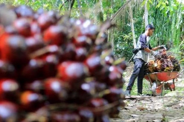 Dampak Larangan Ekspor CPO, Migor dan RBD, 'Mulai Dirasakan Petani Riau'