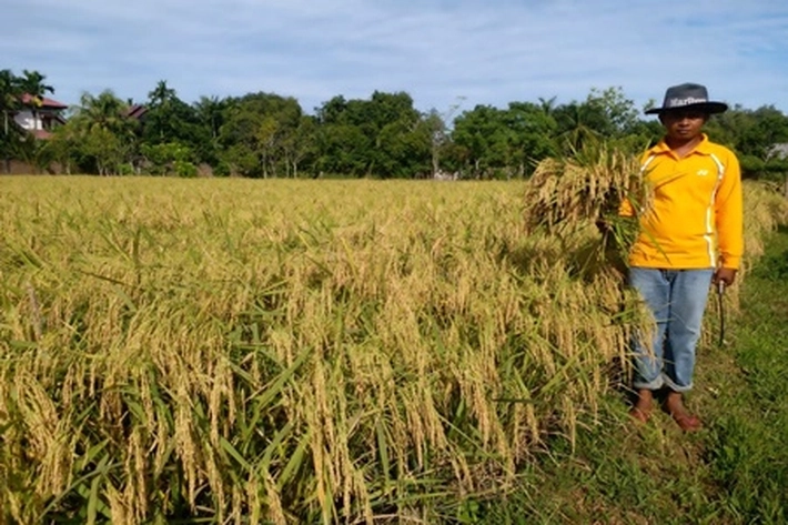 Pertanian Sebagai Penopang Pertumbuhan Ekonomi Semakin Lemah, Petani Inhu: 'Sepertinya Masih Merasakan Hilang Harapan'