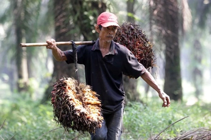 Petani Sawit di Riau Keluhkan Harga Beli TBS Anjlok, 'Pupuk, Bibit Hingga Permodalan Juga Masih Masalah Besar'