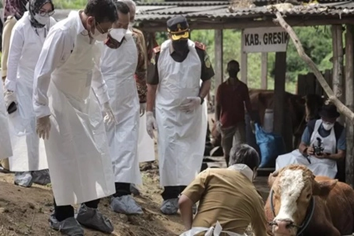Penyakit Mulut dan Kuku Hewan Terus Meluas, 'Peternak Sapi Mulai Khawatir'