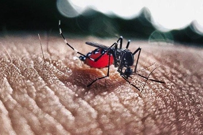 Nyamuk Aedes Aegypti Menyerang dan Menjangkiti, 'Buat Kasus DBD Meningkat Tajam'