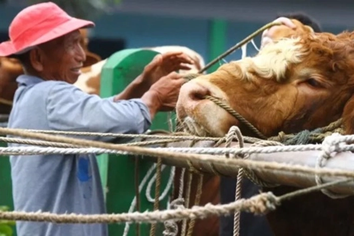 Penyakit Mulut dan Kuku Sapi Buat 'Harganya Dijamin akan Naik' di Idul Adha