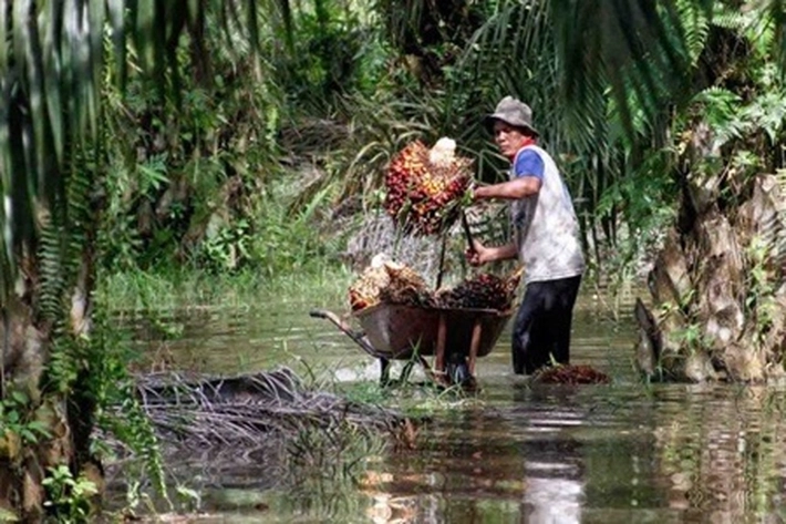 Kemitraan Petani Sawit dengan Perusahaan Harus Lebih Diperkuat, Gubri: 'Jika Diabaikan, Strategi Bisnis dan Rantai Pasok Bisa Rontok'