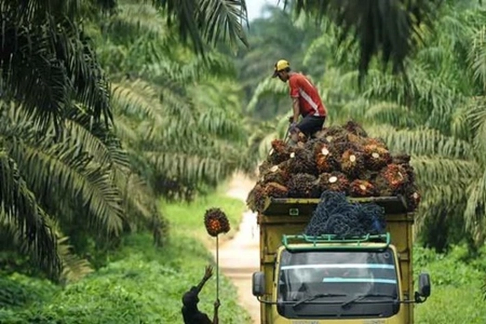 Petani Sawit Bersyukur Keran Ekspor Sawit Dibuka, 'Tapi Tak Menyentuh Substansi Masalah'