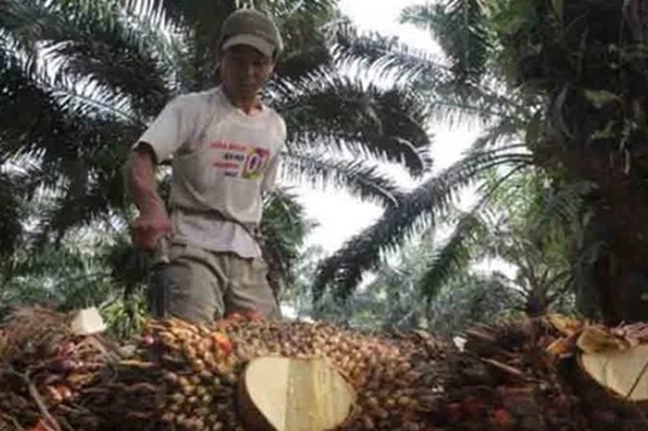 Gubri Ancam Pabrik Turunkan Harga Sawit, 'yang Sudah Menjadi Ketentuan di Surat Edaran'