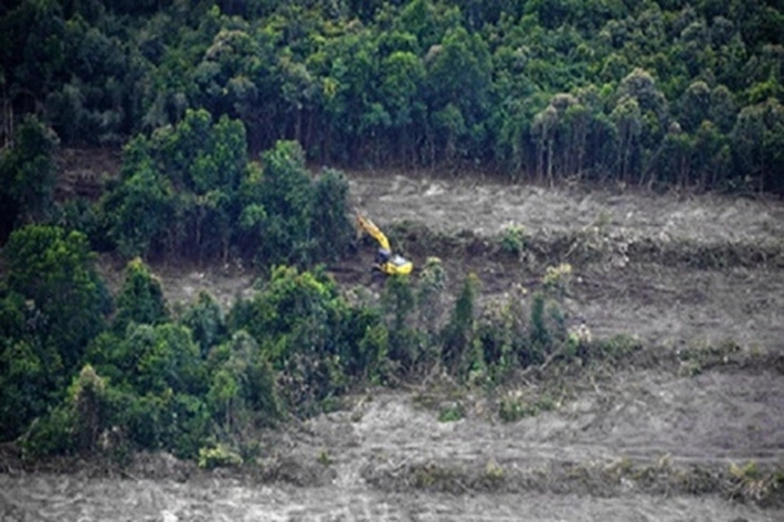 Pemkab Pelalawan Inventarisasi Ulang Lahan Kawasan Hutan, '200 Ribu Hektare ada Kebun Sawit Milik Perusahaan dan Rakyat'