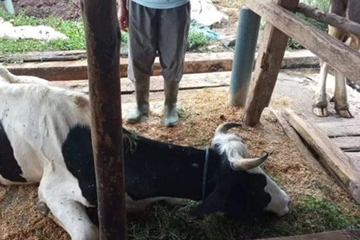 Peternak Sapi Sebut Situasi Penularan Sudah 'SOS', 'Pemerintah Didesak Tetapkan Status Wabah Nasional'