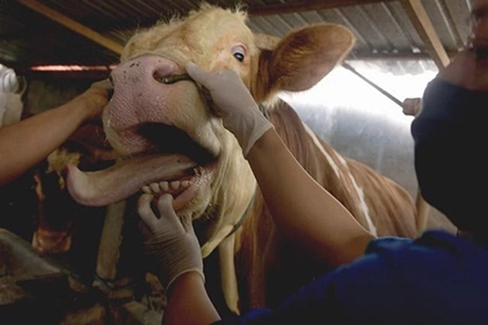 Kasus Penyakit Mulut dan Kuku Sapi Terus Menyebar, 'yang Terinfeksi Sudah 5 Kabupaten di Riau'
