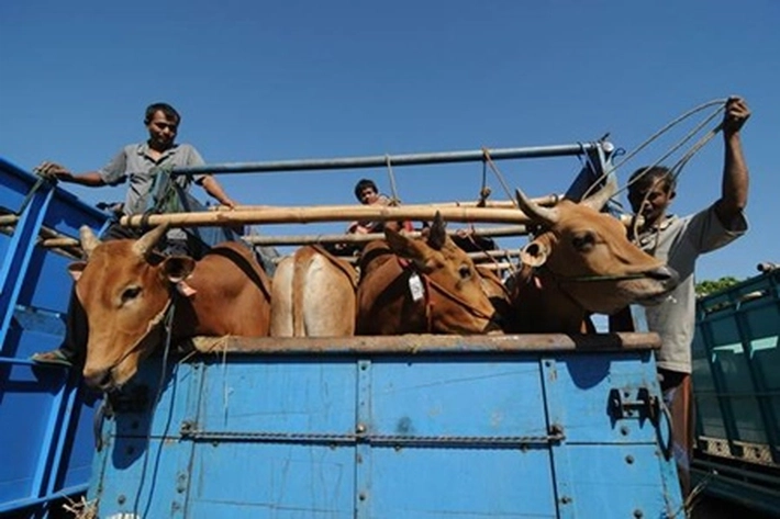 Dompet Dhuafa akan Distribusikan 40 Ribu Ekor Qurban, 'untuk Wilayah Terpencil, Tertinggal, dan Terluar'