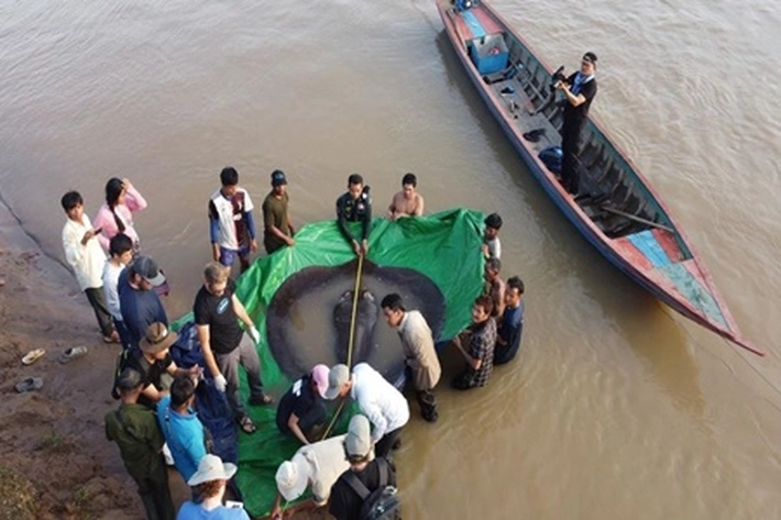 Ikan Air Tawar Seberat 300 Kilogram Terbesar Sedunia Ditemukan, 'Dikembalikan Lagi ke Alamnya'