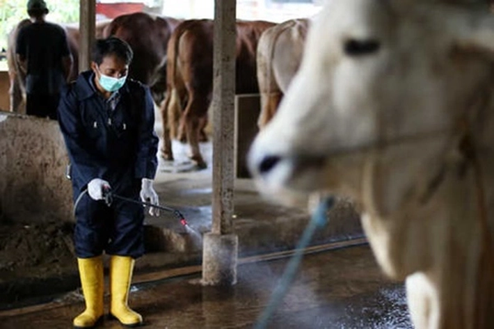 Dinas Peternakan dan Kesehatan Riau Vaksin 4.160 Ekor Sapi Tertular Virus