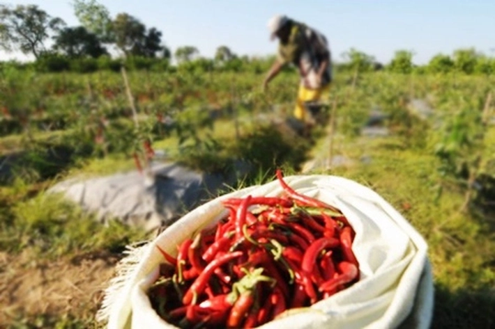 Harga Cabai Meroket yang Saingi Harga Daging Sapi, 'Selalu buat Alasan Kenaikan karena Hujan'