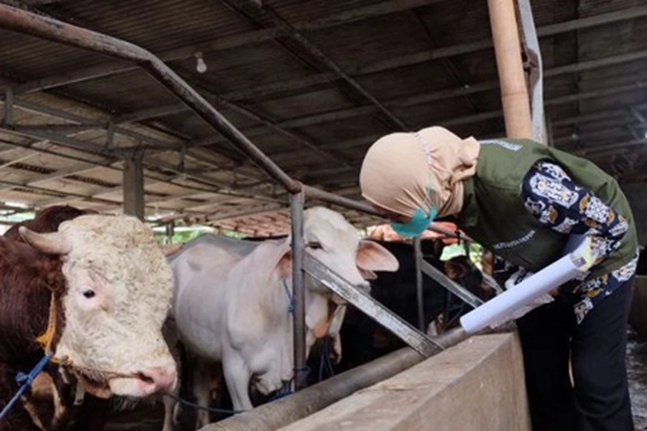 Pemko Pekanbaru Minta Tambahan 600 Vaksin, 'untuk atasi Wabah PMK yang Masih Merebak'