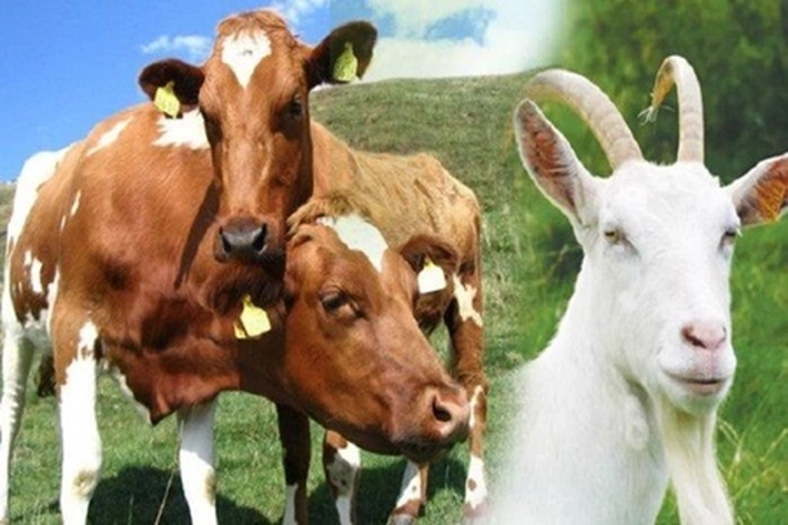 Muhammadiyah Sembelih 54 Ekor Hewan Kurban Sapi dan Kambing di Idul Adha