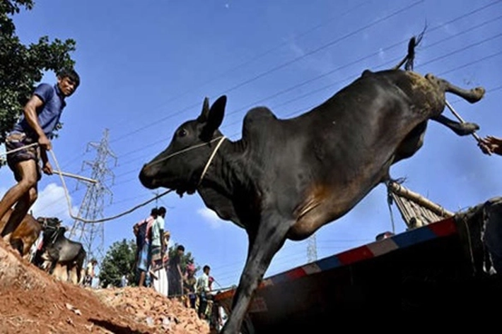  Sapi Kurban Seruduk Warga dan Kendaraan, 'karena Mengamuk Terpaksa Ditembak Ditempat'