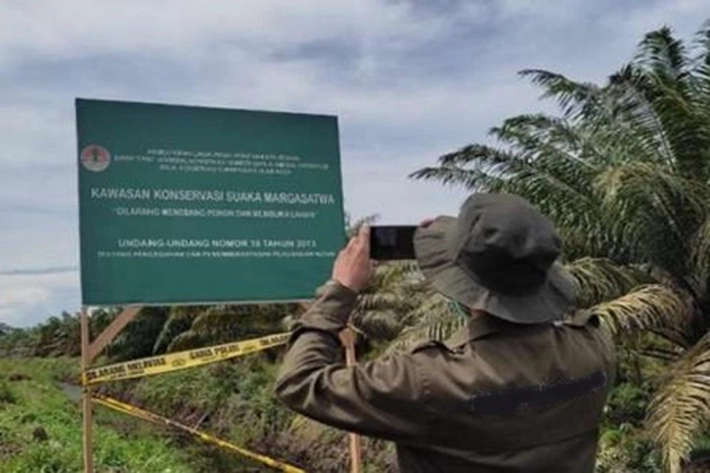Kebun Sawit di Kuansing Tumbuh di Hutan 'Bebas Pidana', 'Bertahun-tahun Dibiarkan Hasilnya Dicuri Orang'