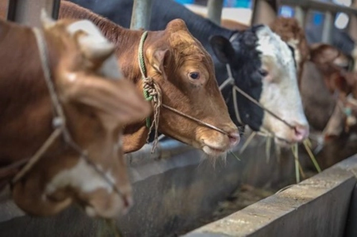 Bantuan Sapi Kurban Ditolak Dewan, KNPI Riau Bela Asun Pengelola Holywings