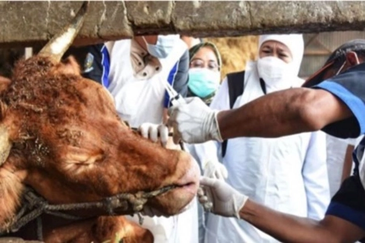 Status Darurat Bencana Wabah PMK Sapi Ditetapkan, 'untuk Dua Belas Kabupaten dan Kota'