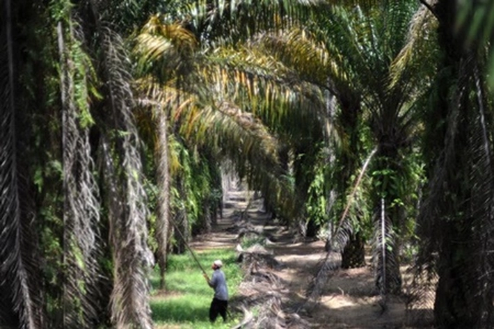 Biaya Replanting Sawit Riau Dianggarkan Rp330 Miliar, 'untuk Seluas 11.000 Hektare'