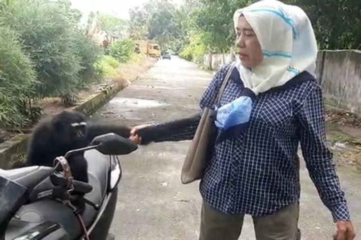 Seorang Warga di Pekanbaru Serahkan Owa Ungko ke BBKSDA Riau