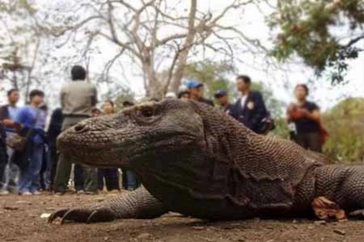  Tiket Masuk ke Pulau yang Ditetapkan Wilayah Konservasi Komodo akan Naik jadi Rp3,75 juta