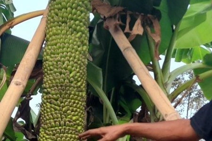  Kisah Pekerja Pekebun Pisang Mengaku Tak Bisa Miliki Keturunan, 'Pestisida Penyebab Jadi Mandul'