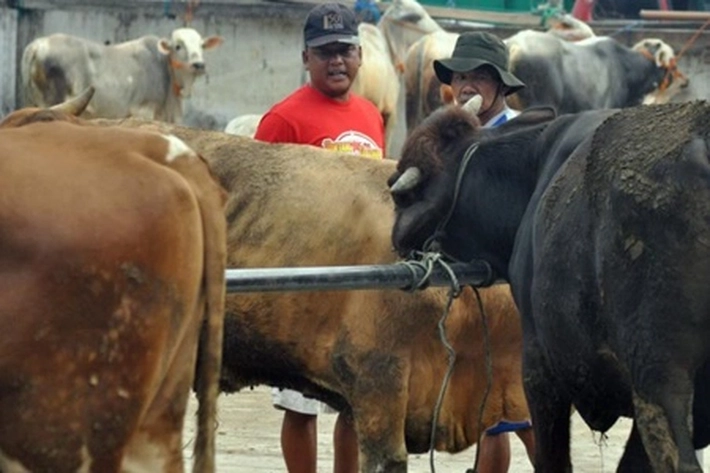Korban Penyakit Mulut dan Kuku Sapi di Data, 'Peternak akan Diberi Bantuan'