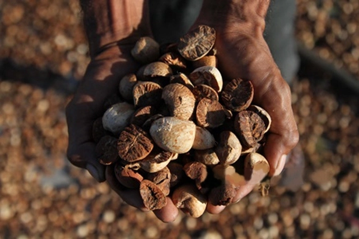 Pinang Kering Alami Penurunan Harga Jadi Rp10.367 per Kg