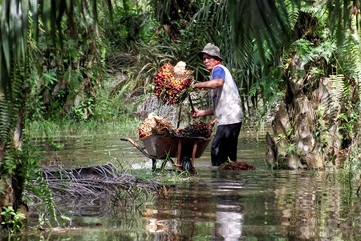 Petani Sawit di Riau Belum Merdeka, 'karena Biaya Pengeluaran Masih Mencekik Leher'